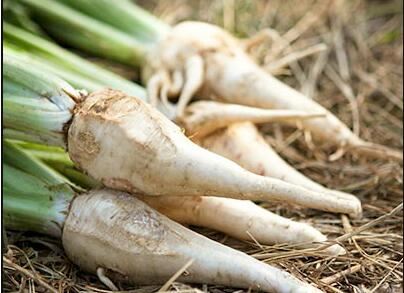 Production of inulin from chicory