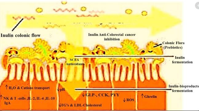 Inulin function
