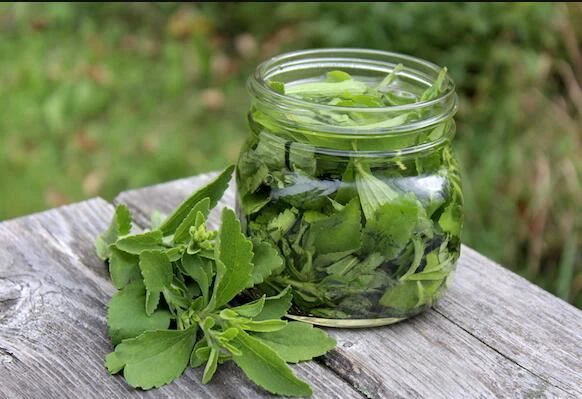 How to make stevia extract at home