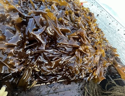 Kelp vs. Seetang: Hauptunterschiede, Vorteile, Verwendungsmöglichkeiten und welches ist besser?