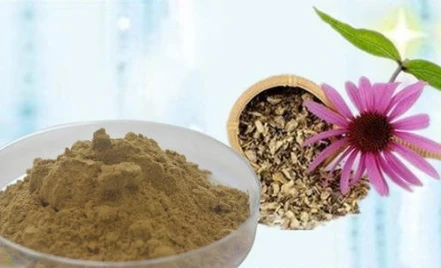 wie man Rohstoffe Echinacea purpurea Polyphenole kauft