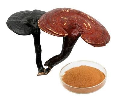 Ganoderma Lucidum Sporenpulver