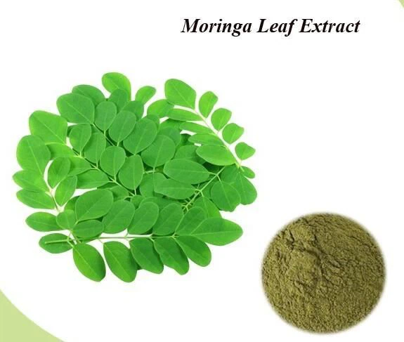Moringa-Blatt-Extrakt