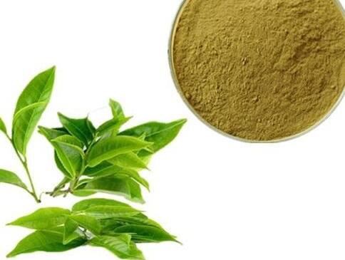 Camellia Sinensis Grüntee-Blattextrakt