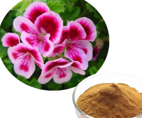 Pelargonium Sidoides-Extrakt